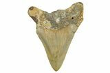 Juvenile Megalodon Tooth - Serrated Blade #362952-1